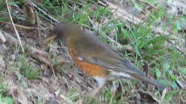 Brown-headed Thrush - ML647074072