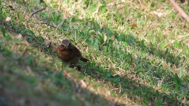 Birigarro gorrizta - ML647074074