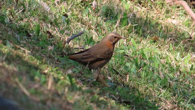 Birigarro gorrizta - ML647074075