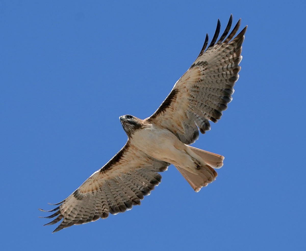 Busardo Colirrojo - ML647074076