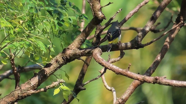 Buztanikara horia - ML647074077