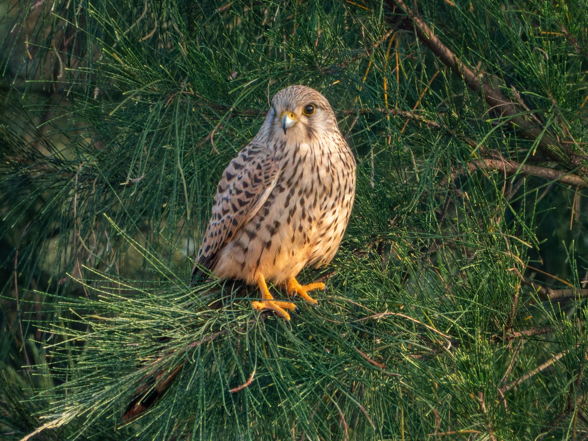 Eurasian Kestrel - ML647074081