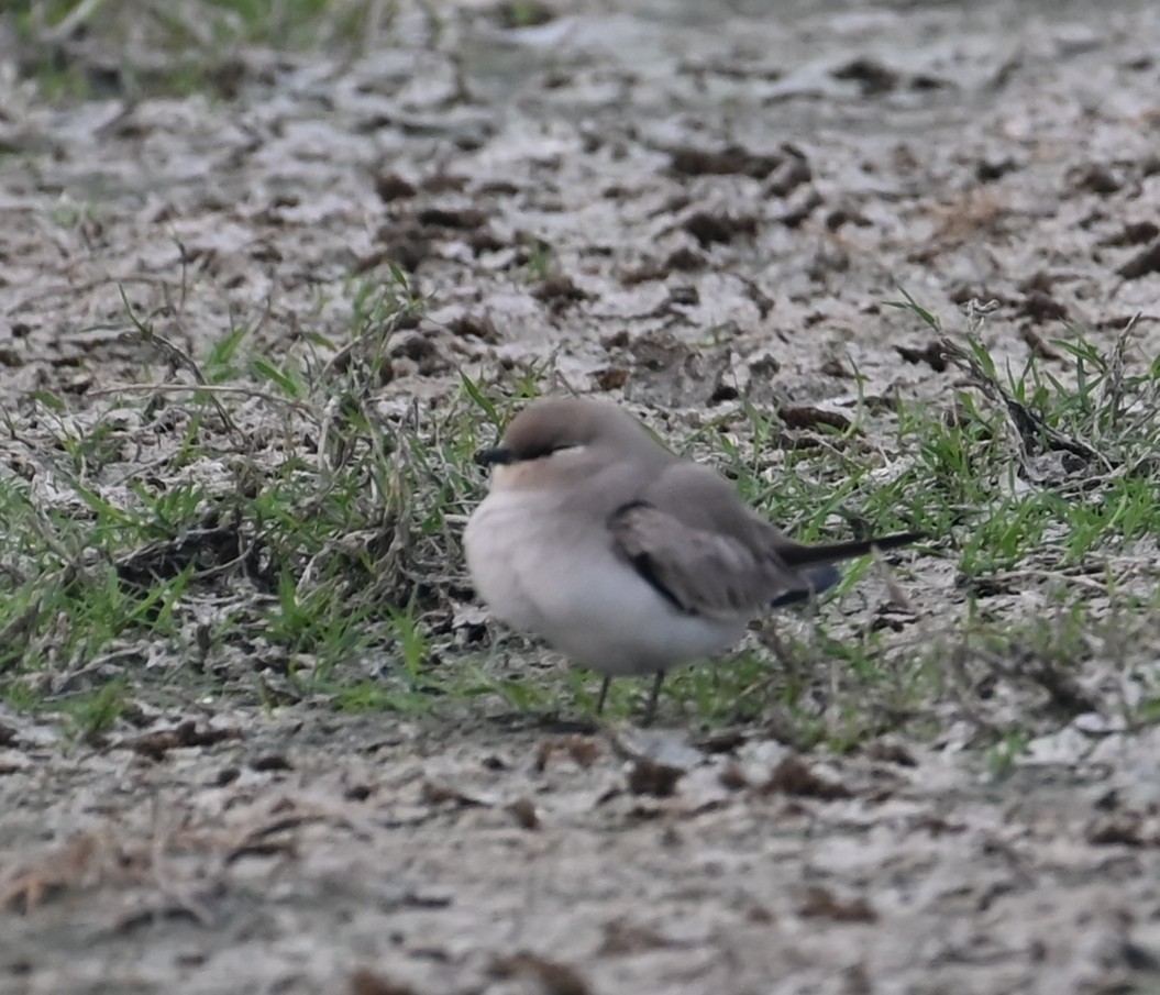 Small Pratincole - ML647074094