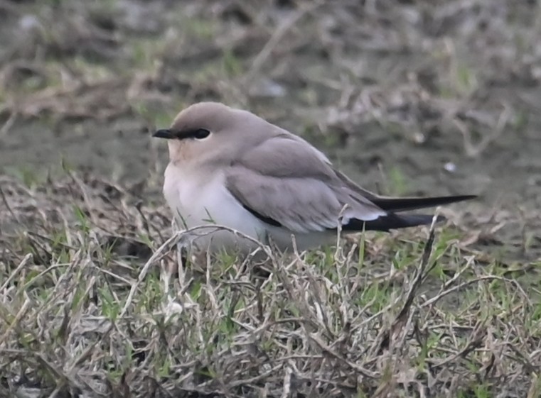 Small Pratincole - ML647074106