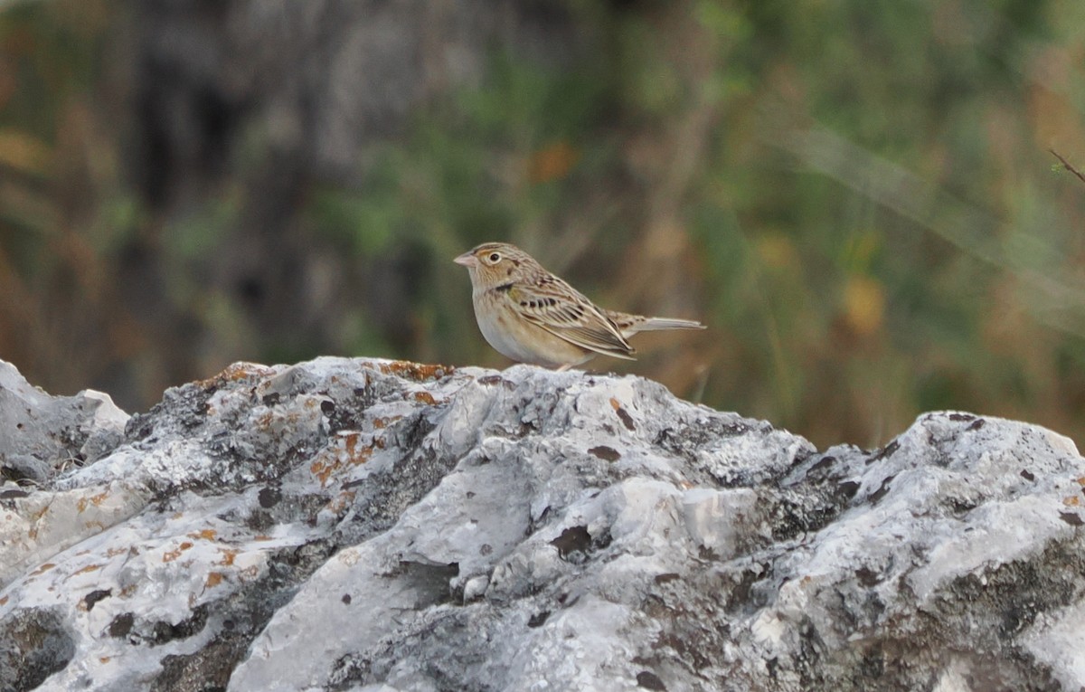 Grasshopper Sparrow - ML647074107