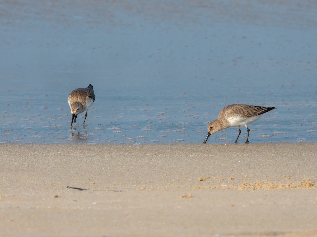 jespák obecný - ML647074108