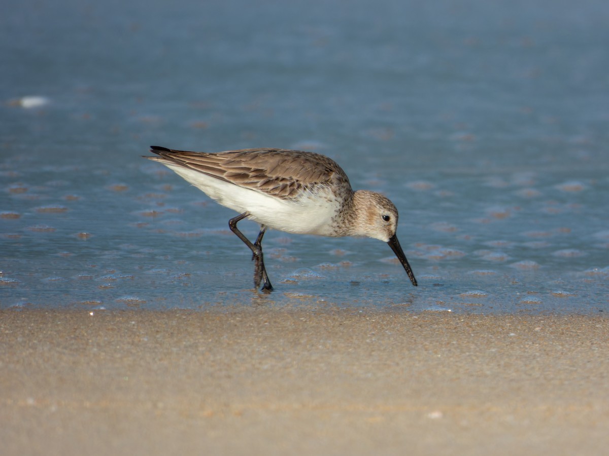 Correlimos Común - ML647074110