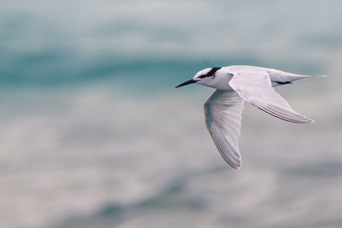 Charrán de Sumatra - ML647074111