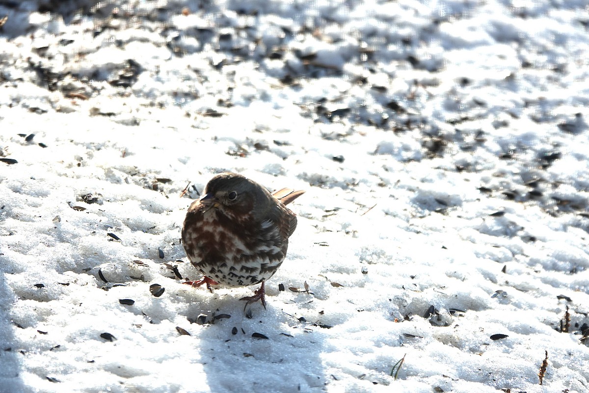 Chingolo Zorruno - ML647074112