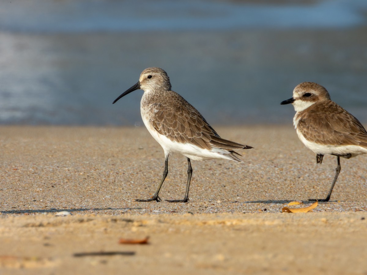 Correlimos Zarapitín - ML647074114