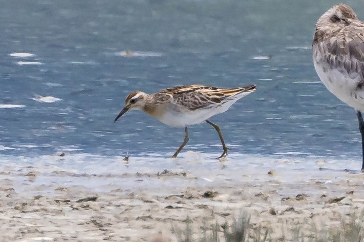 Correlimos Acuminado - ML647074117