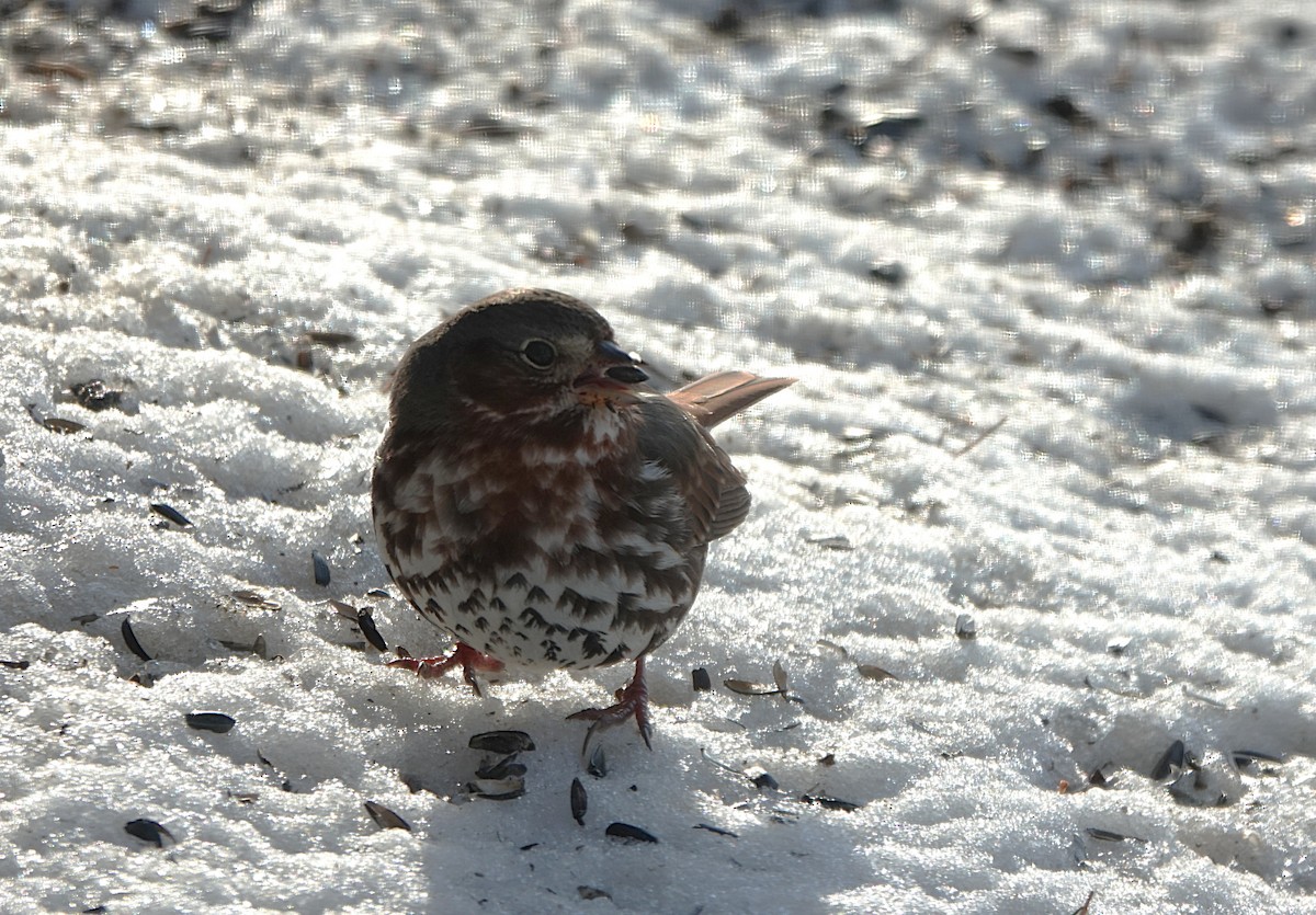 Chingolo Zorruno - ML647074118