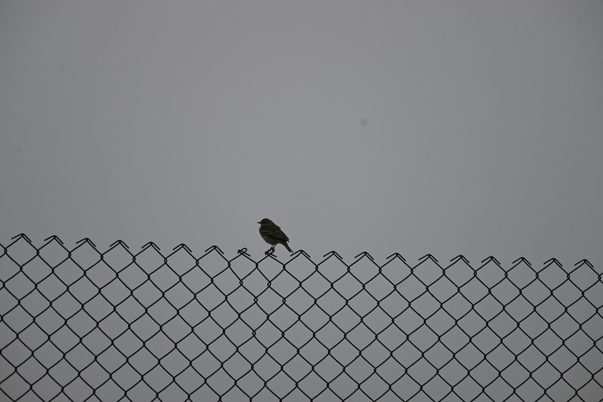 Bisbita Arbóreo - ML647074120