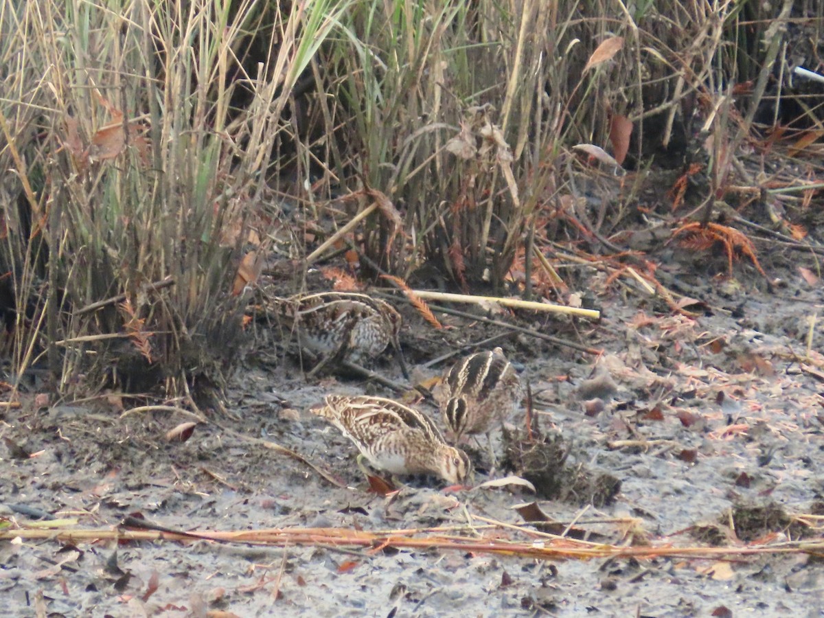 Agachadiza de Wilson - ML647074122