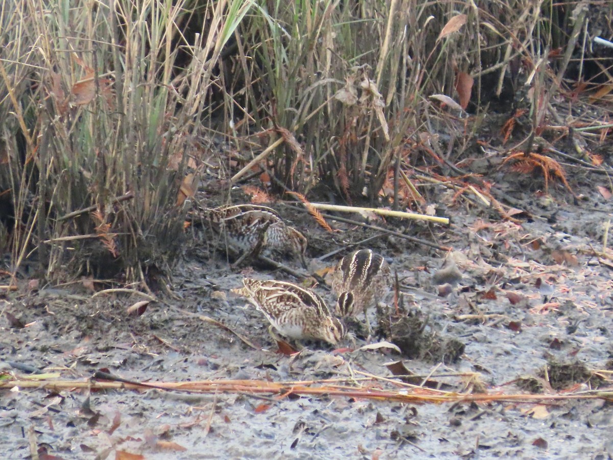 Agachadiza de Wilson - ML647074123