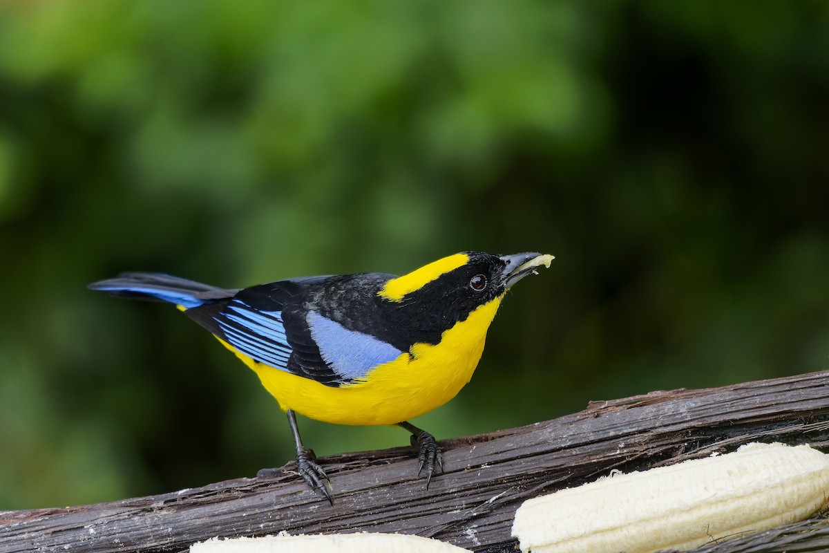 Tangara Aliazul - ML647074124