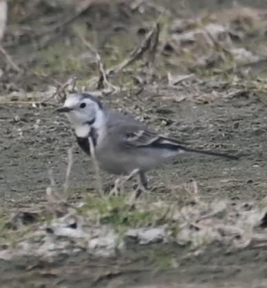 Lavandera Blanca - ML647074125