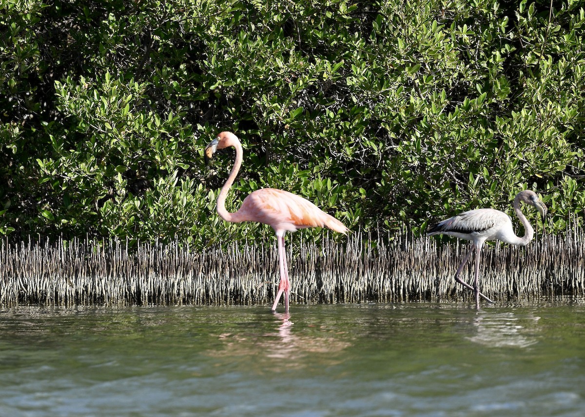 Flamenco Rojo - ML647074127