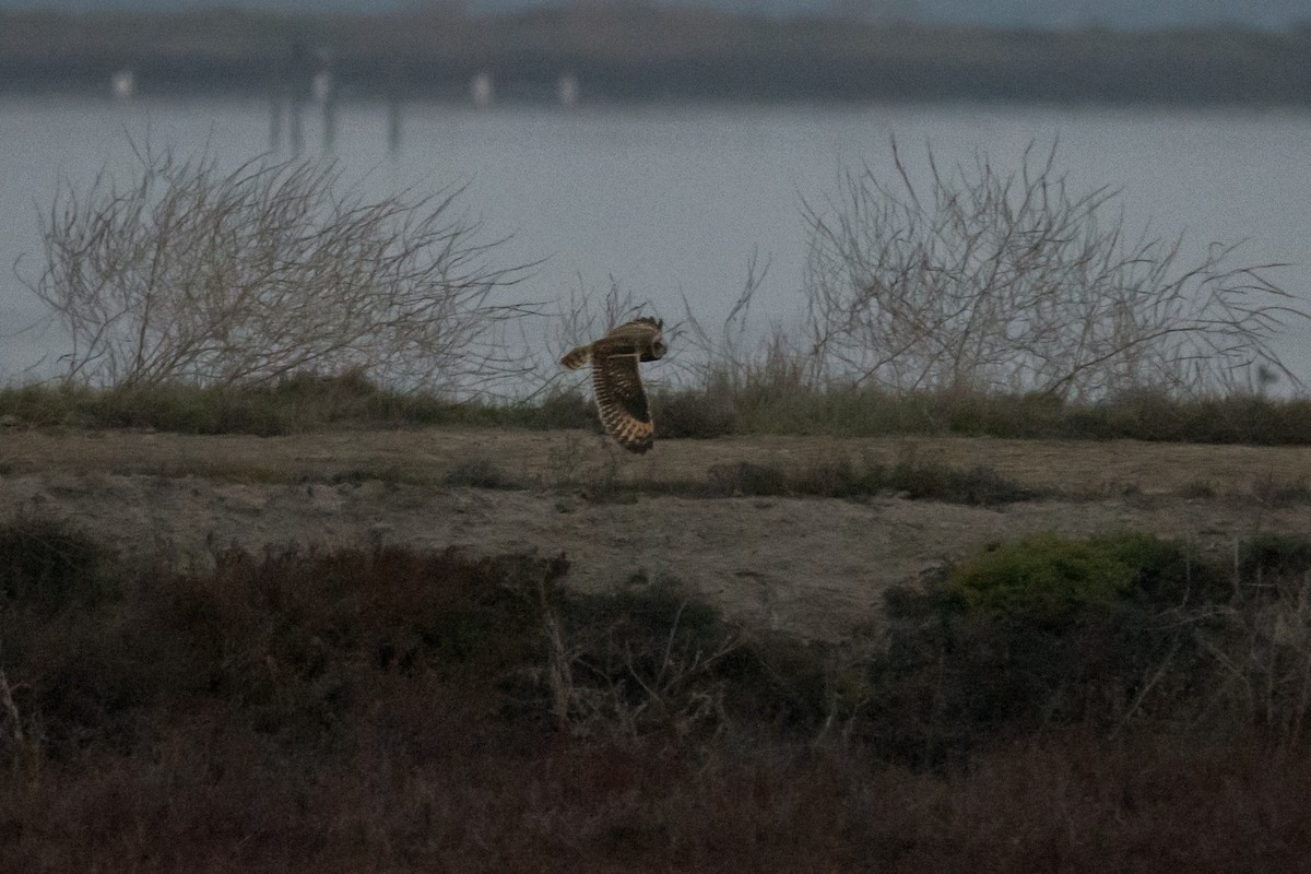 Búho Campestre - ML647074128