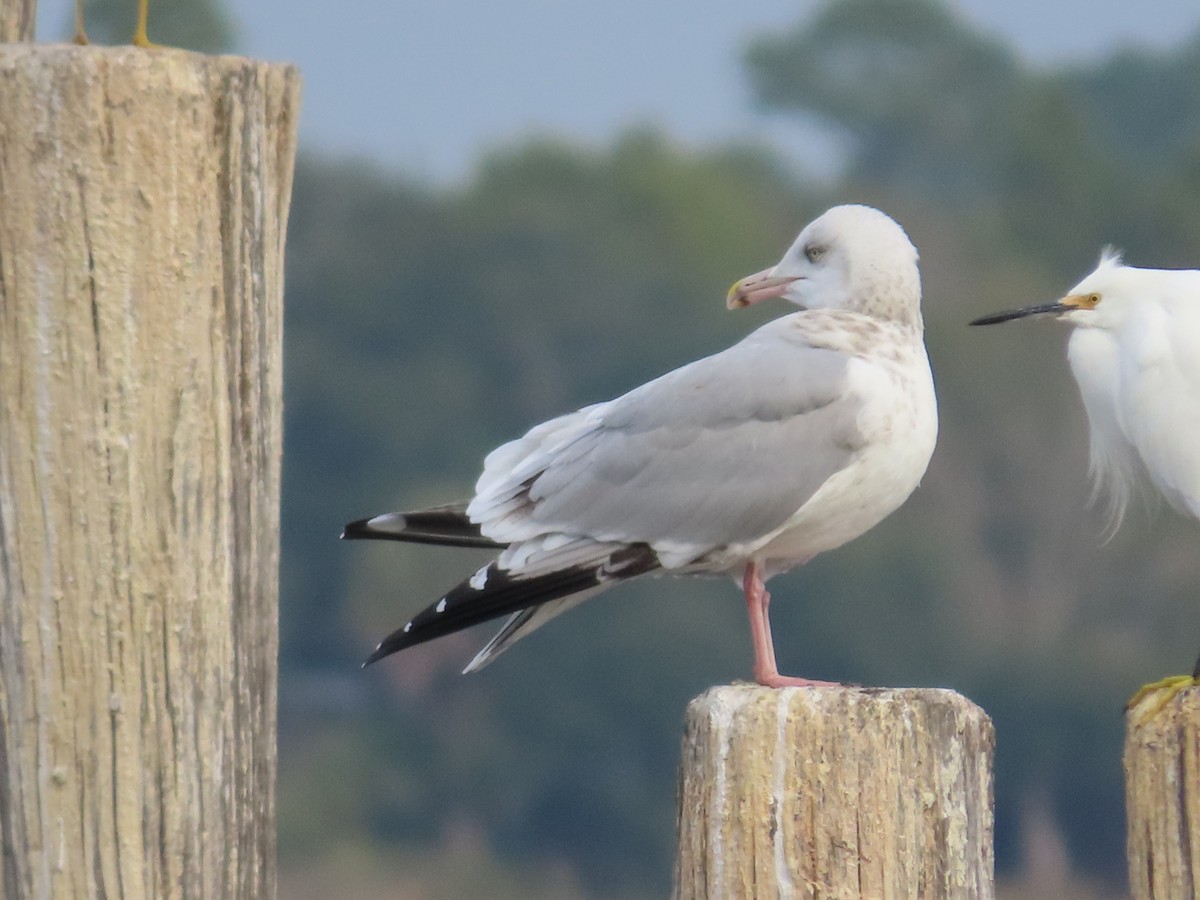 Gaviota Argéntea Americana - ML647074129