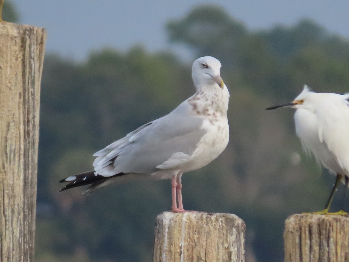 Gaviota Argéntea Americana - ML647074130