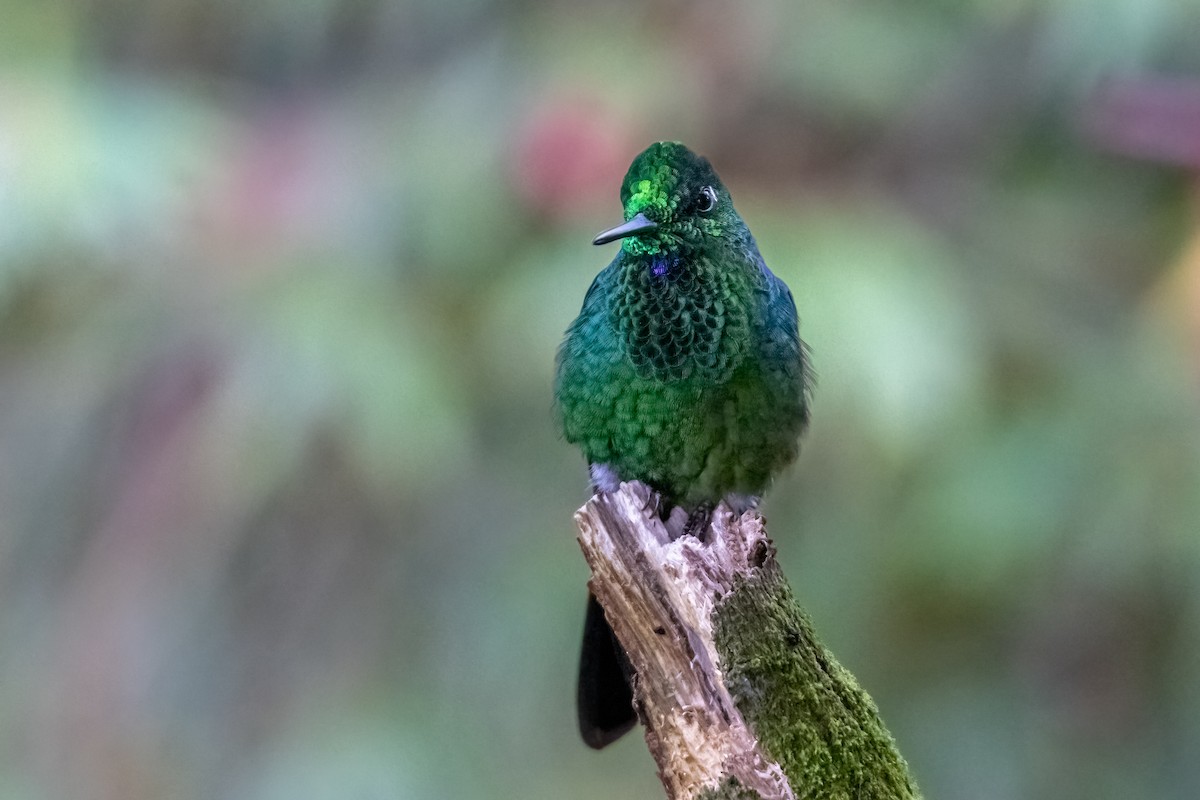 Brillante Coroniverde - ML647074131