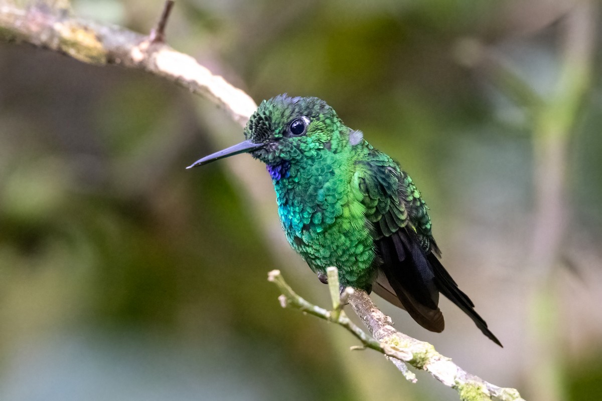 Brillante Coroniverde - ML647074132