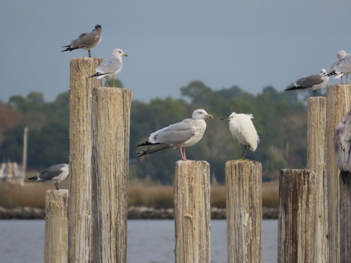 Gaviota Argéntea Americana - ML647074133