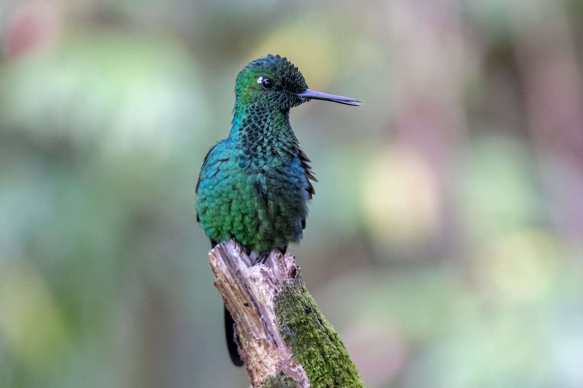 Brillante Coroniverde - ML647074134