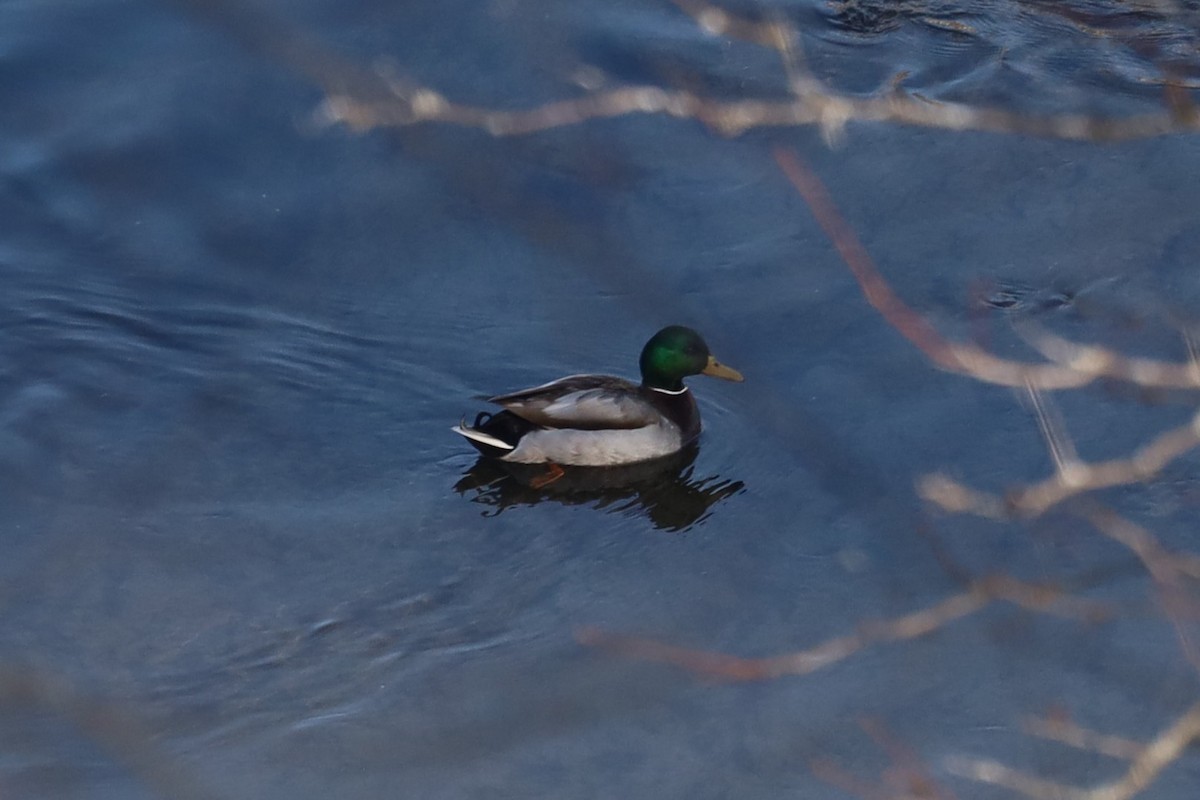 Ánade Azulón - ML647074135