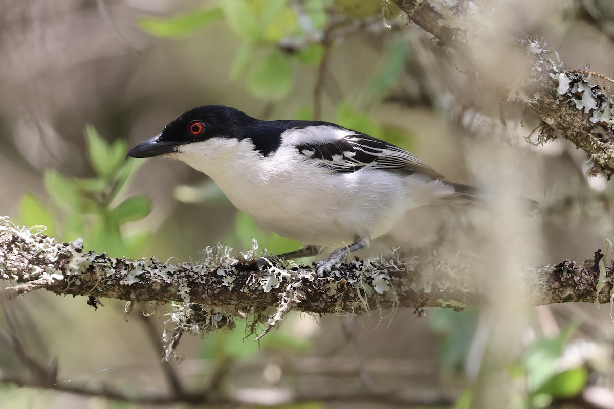 Cubla Dorsinegra - ML647074136