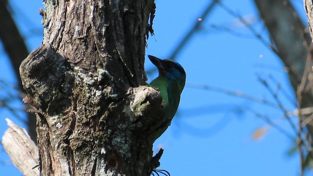 Taiwan Barbet - ML647074137