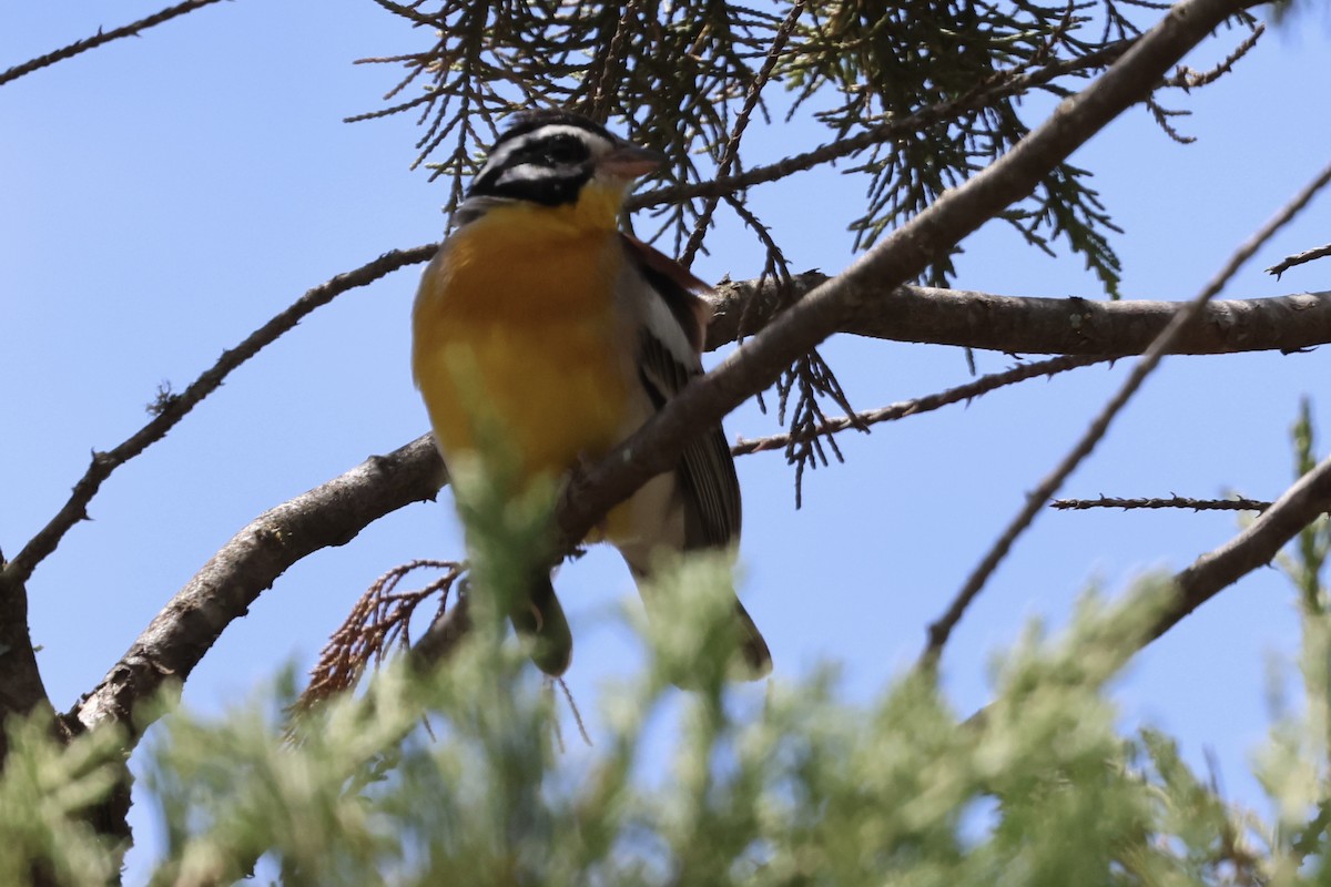 キンムネホオジロ - ML647074153