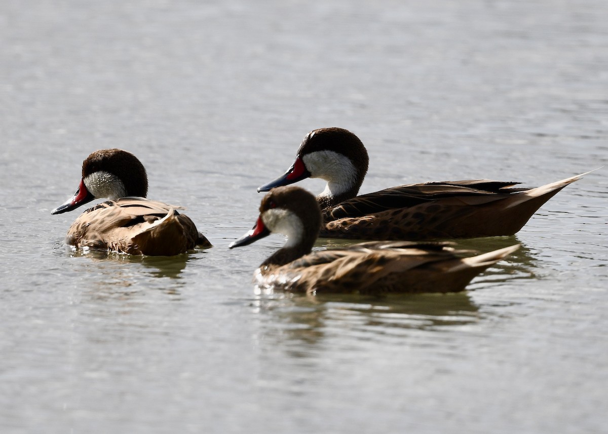 Bahamaente - ML647074155