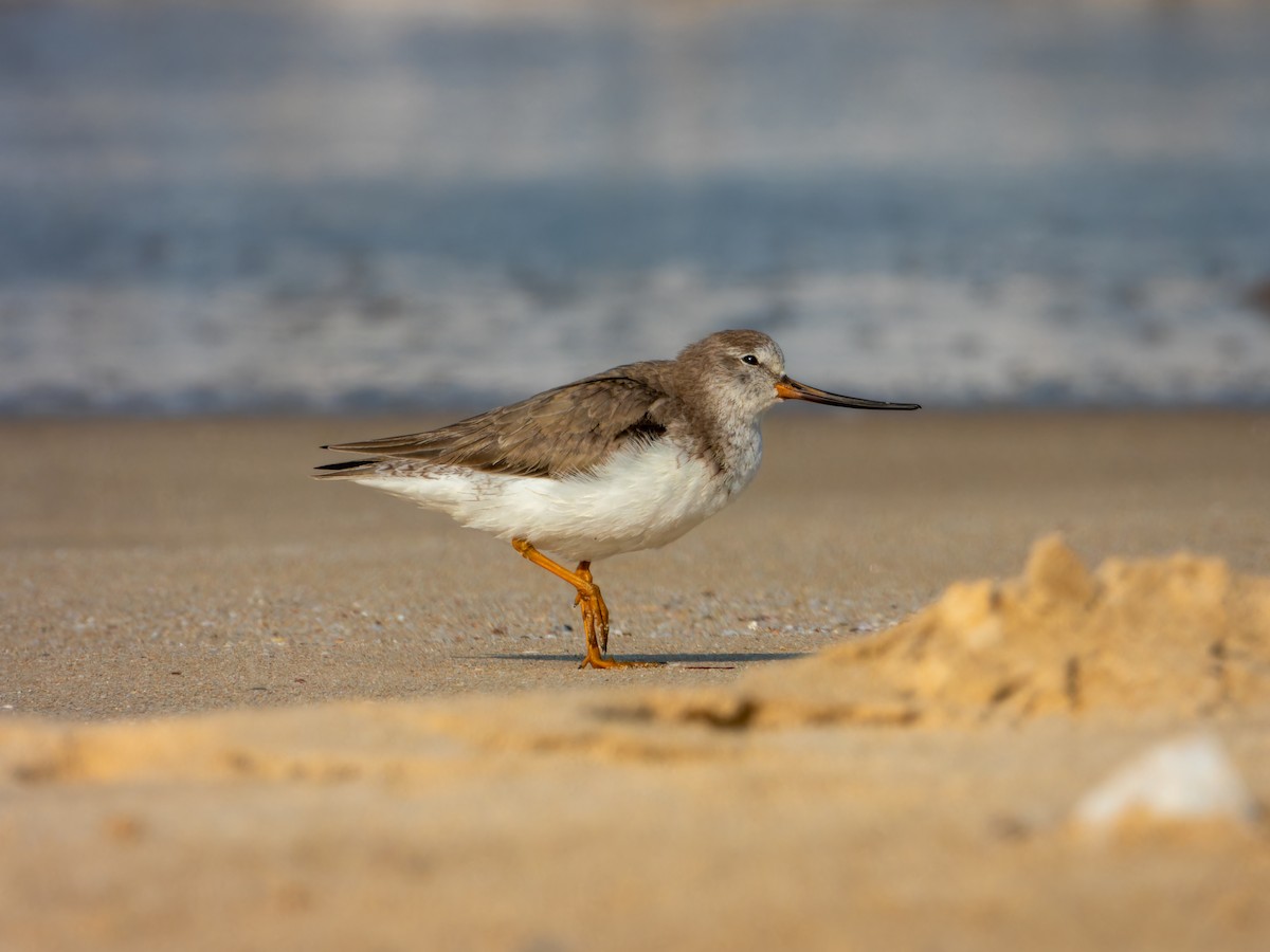 Terek Sandpiper - ML647074160