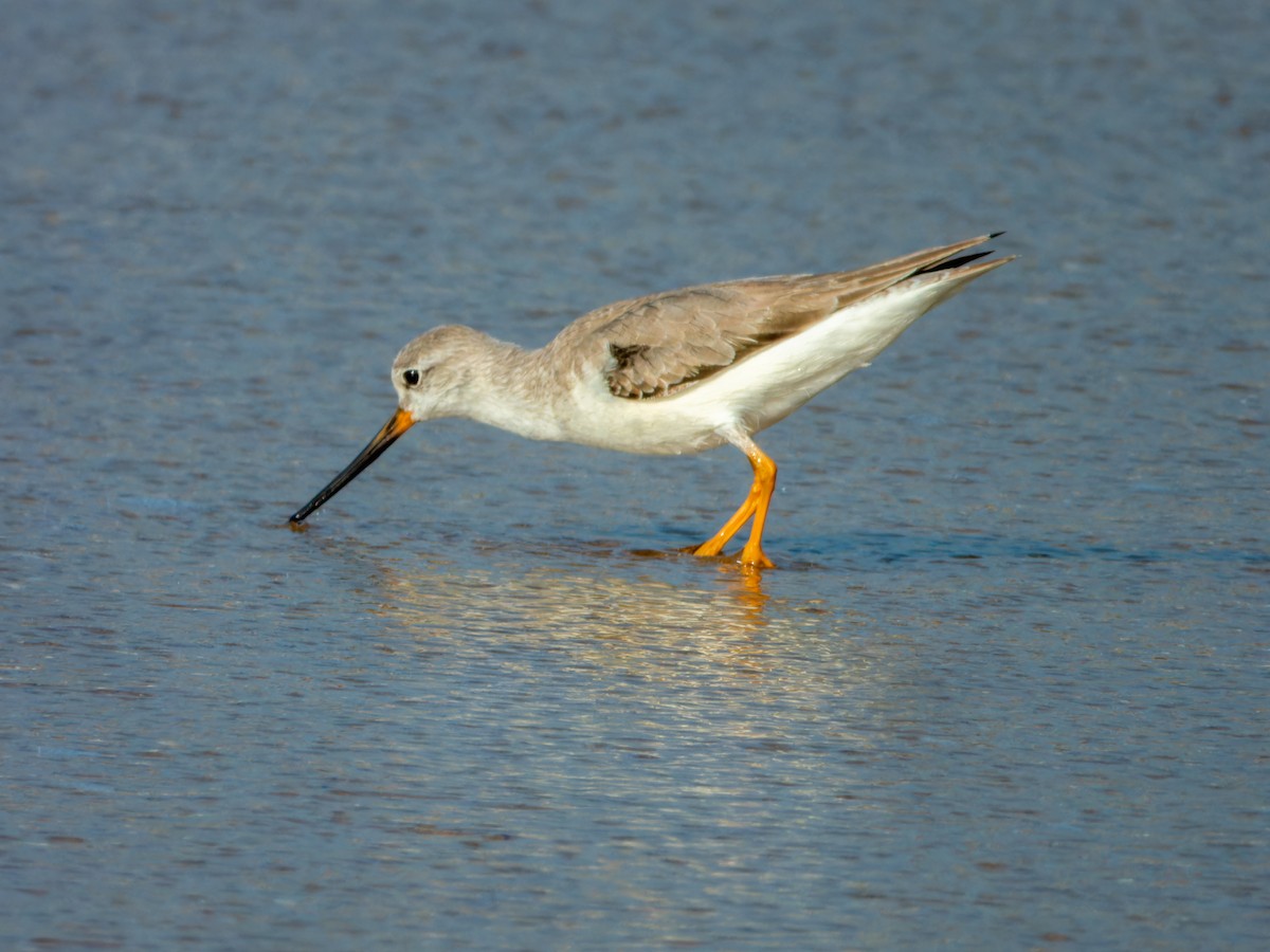 Terek Sandpiper - ML647074161