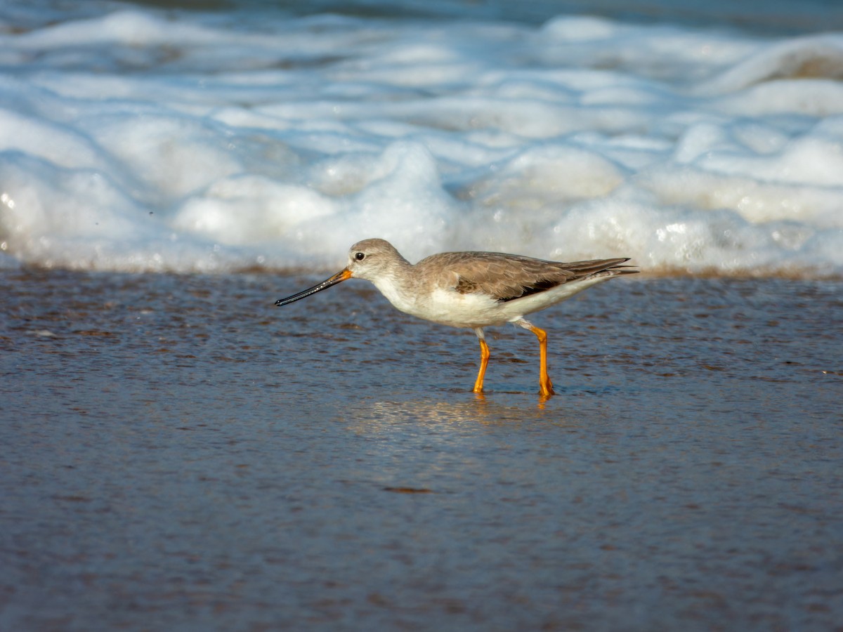 Terek Sandpiper - ML647074162