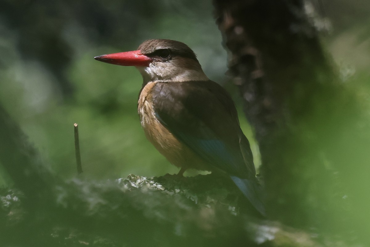 チャガシラショウビン - ML647074165