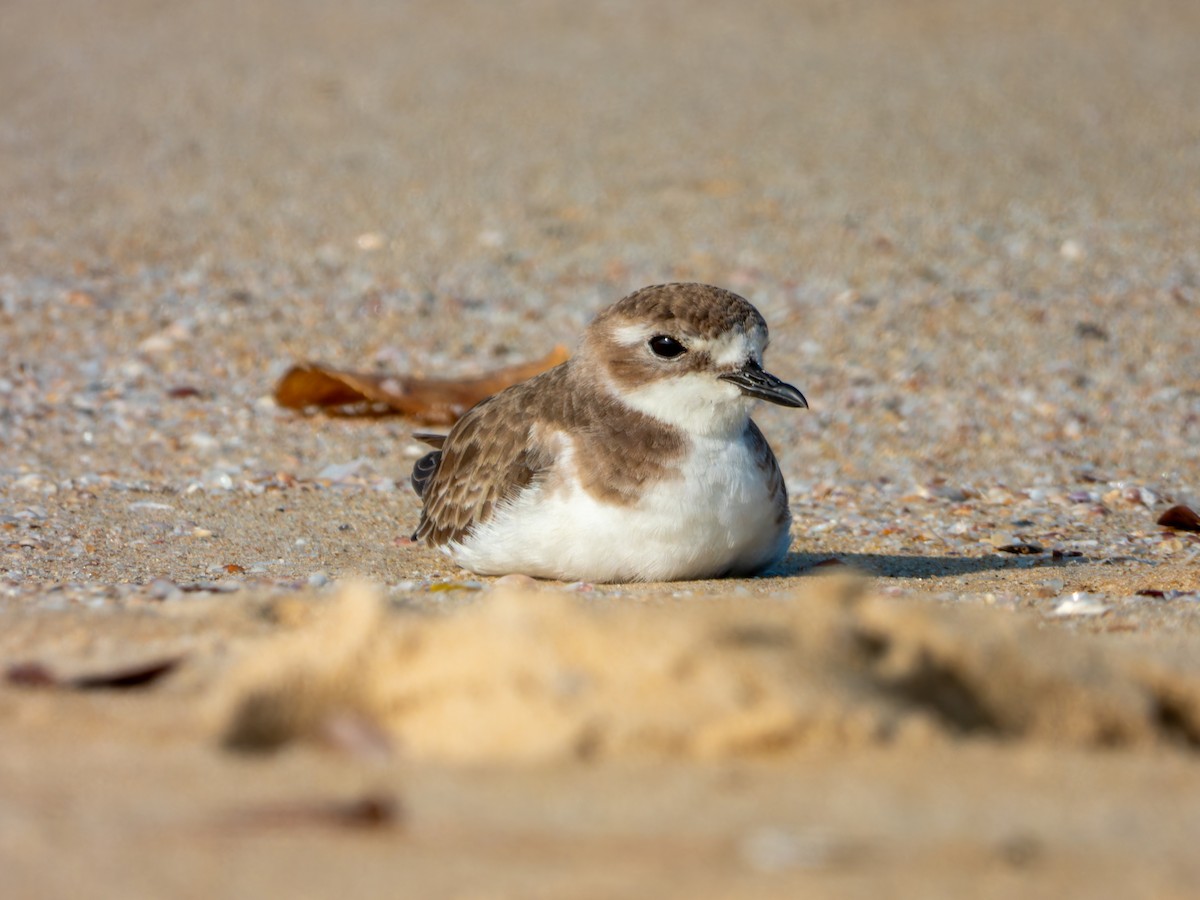 Tibet Cılıbıtı - ML647074168