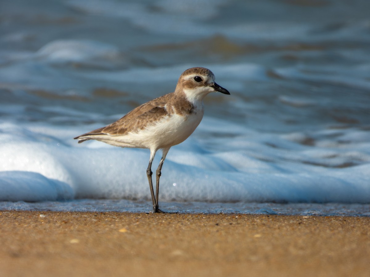 Tibet Cılıbıtı - ML647074169