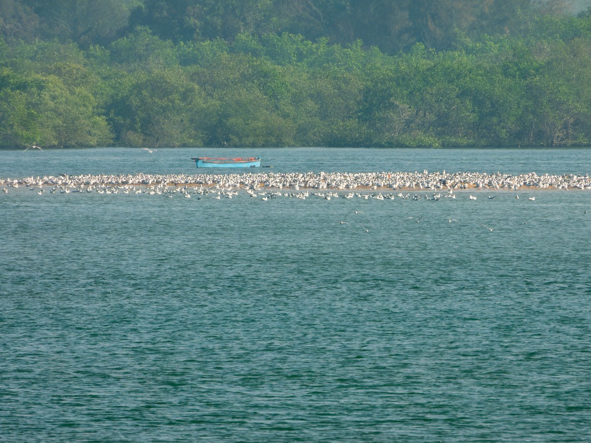 racek hnědohlavý - ML647074180