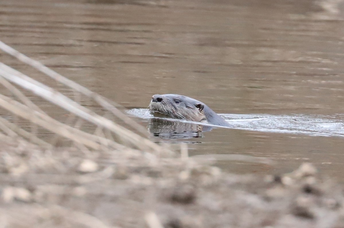 North American River Otter - ML647074181