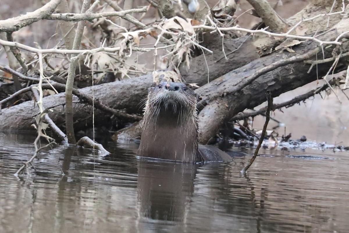 North American River Otter - ML647074182