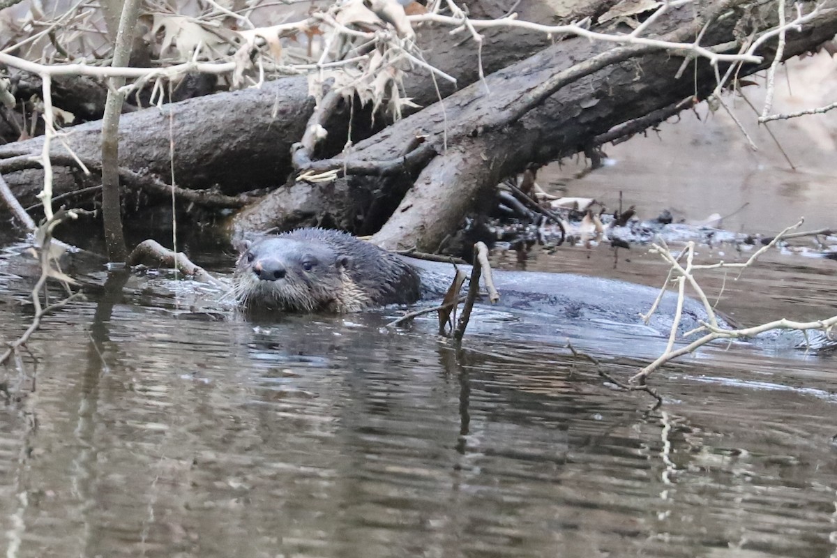 North American River Otter - ML647074183
