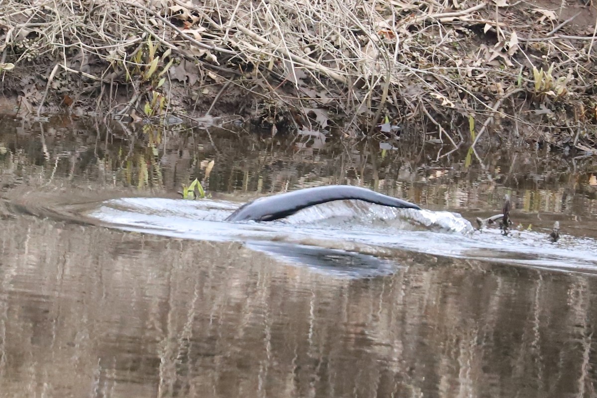 North American River Otter - ML647074184
