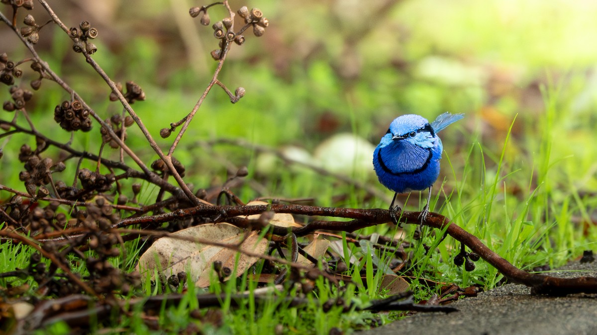 Splendid Fairywren - ML647074188