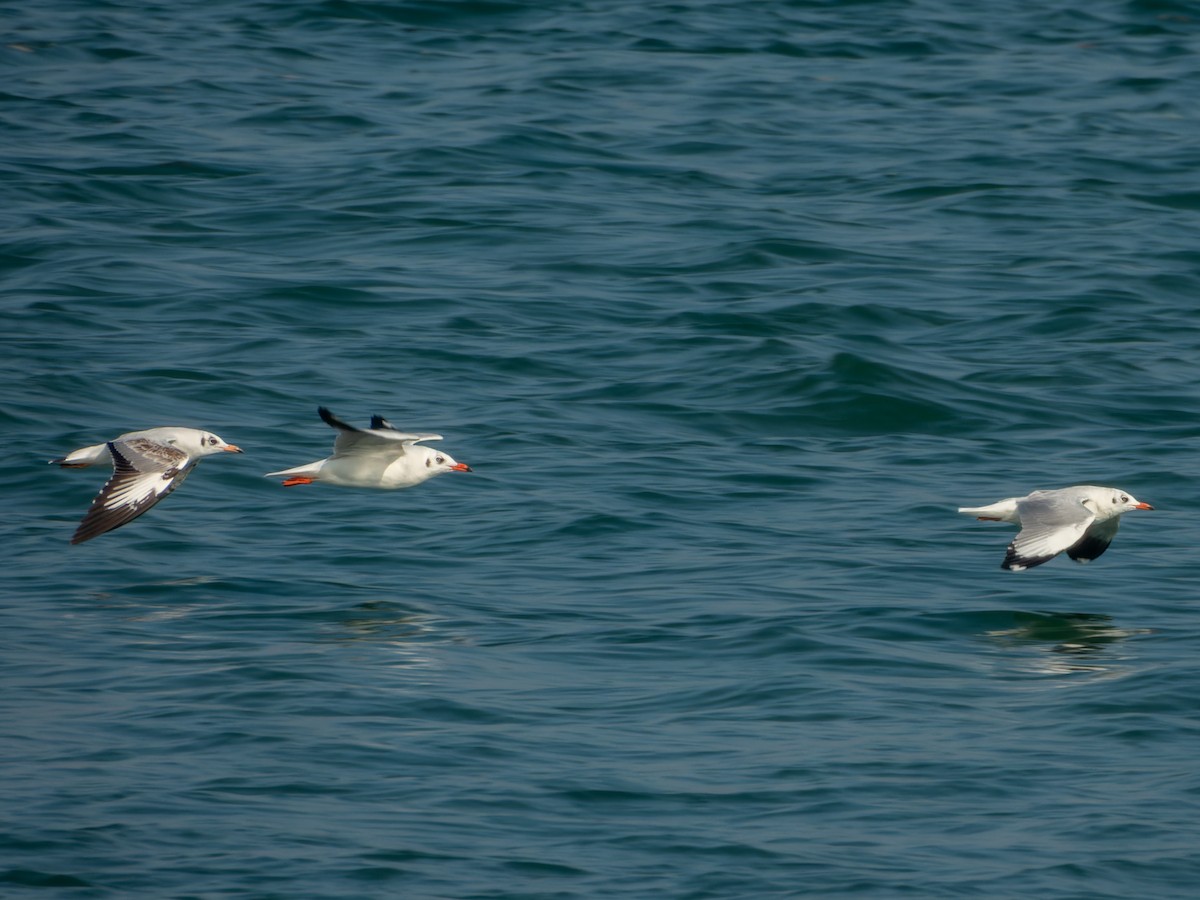 racek hnědohlavý - ML647074195