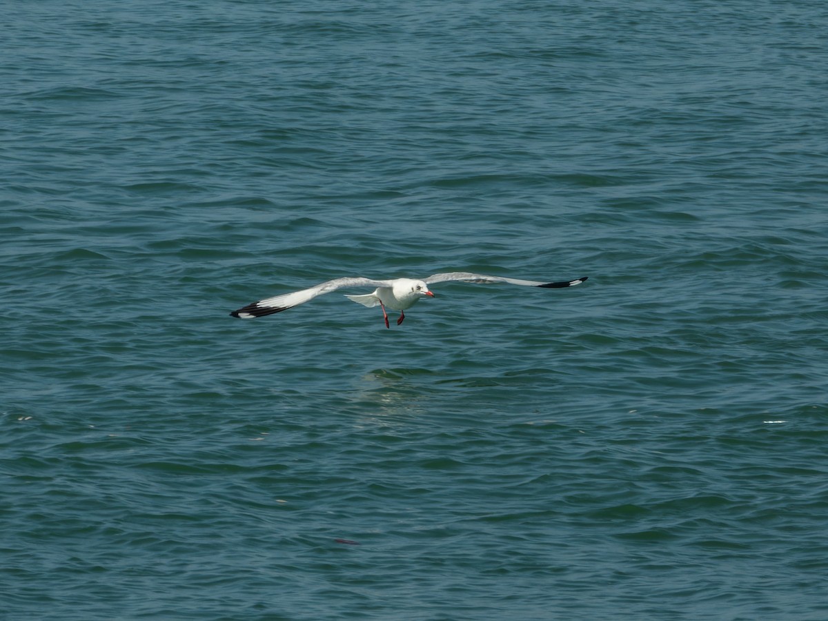 racek hnědohlavý - ML647074196