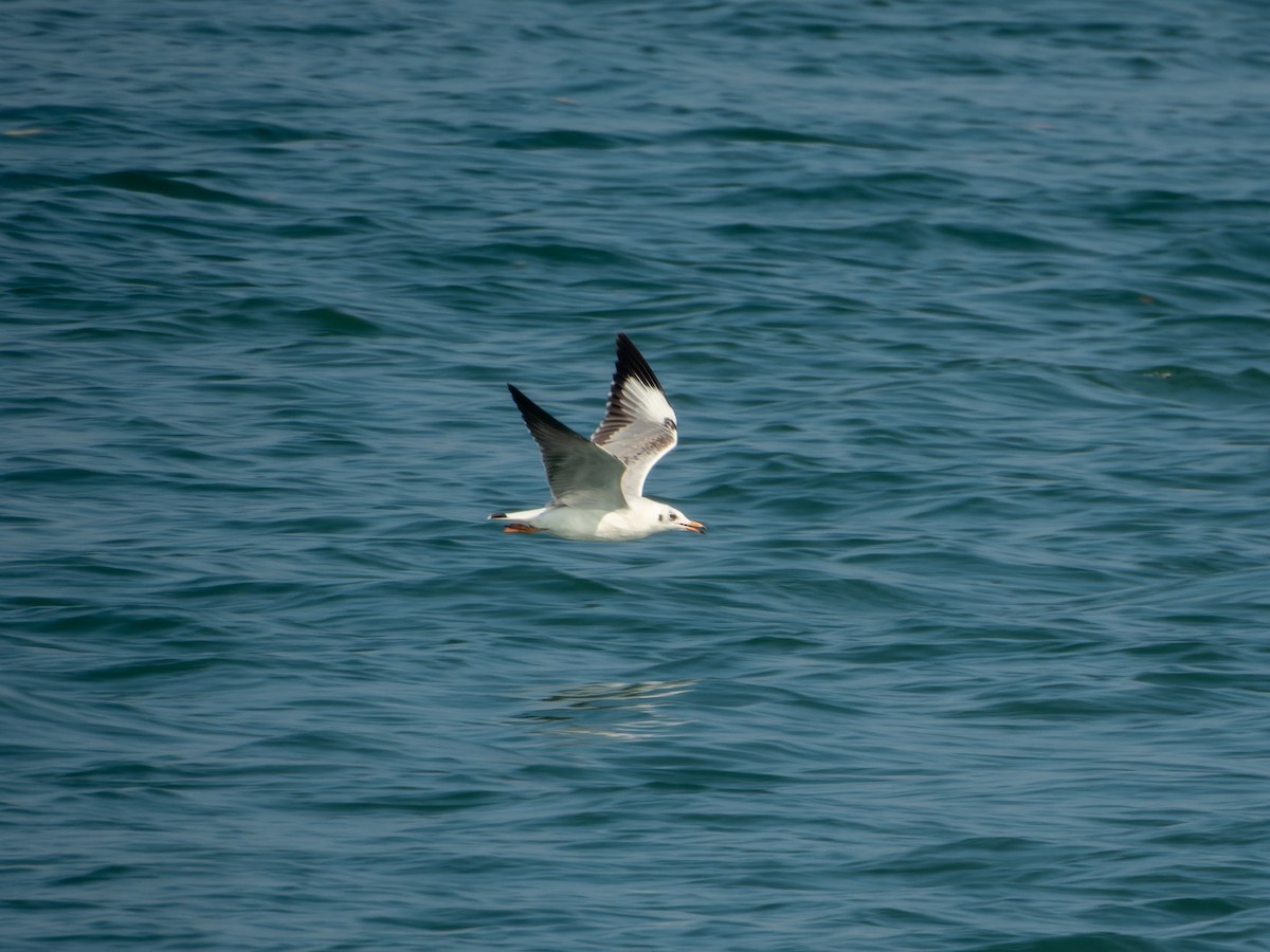 racek hnědohlavý - ML647074197