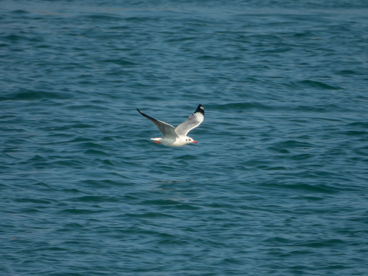 racek hnědohlavý - ML647074198